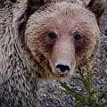 Grizzly Close-up