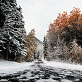 Snowy Forest Path in Autumn