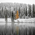 Solitary Autumn Tree in Snowy Forest
